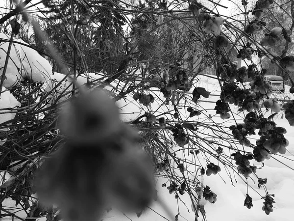 Mrożone jagody na krzaku w zimie na tle śniegu — Zdjęcie stockowe