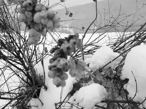 Bevroren bessen op een struik in de winter tegen de achtergrond van de sneeuw — Stockfoto