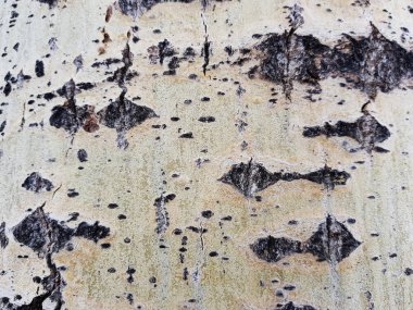 Ağaç kabuğu moss ve kalıp ile güzel dokusu