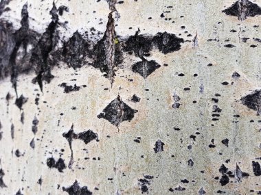 Ağaç kabuğu moss ve kalıp ile güzel dokusu