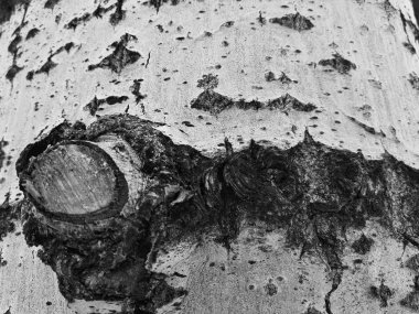 Ağaç kabuğu moss ve kalıp ile güzel dokusu