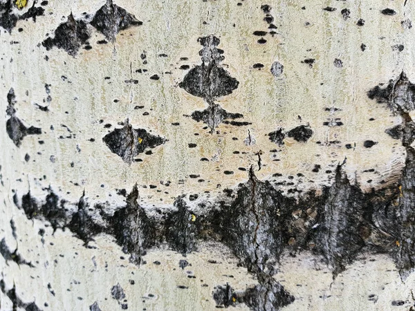 美丽的纹理树皮与苔藓和霉菌 — 图库照片