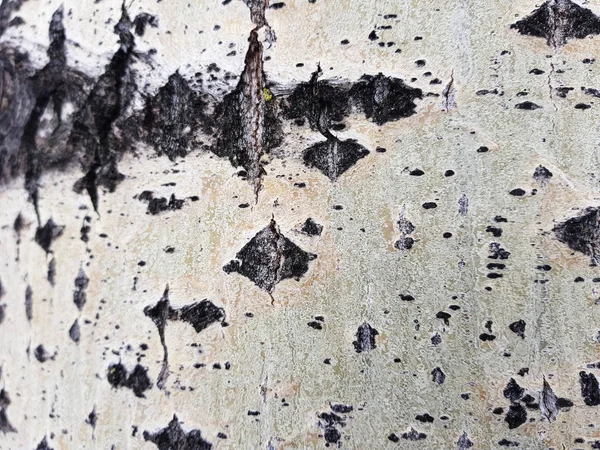 Ağaç kabuğu moss ve kalıp ile güzel dokusu