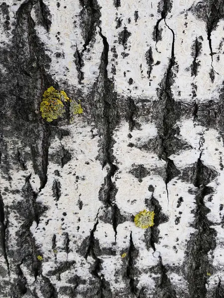 Beautiful texture of tree bark with moss and mold — Stock Photo, Image