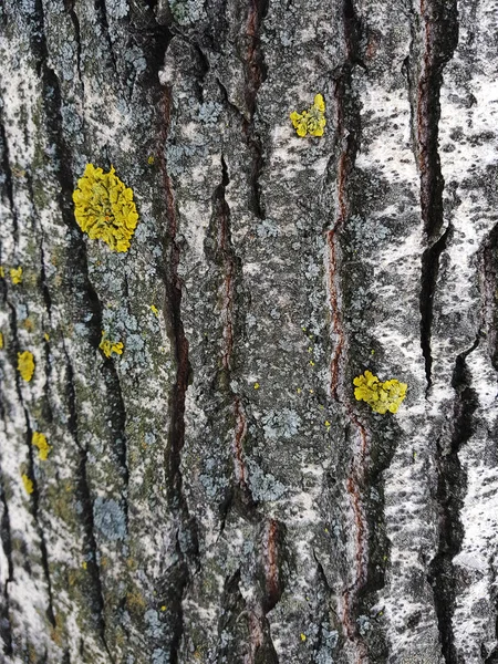 Όμορφη υφή του φλοιού του δέντρου με βρύα και τη μούχλα — Φωτογραφία Αρχείου