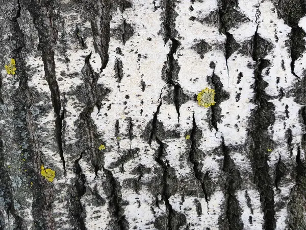美丽的纹理树皮与苔藓和霉菌 — 图库照片