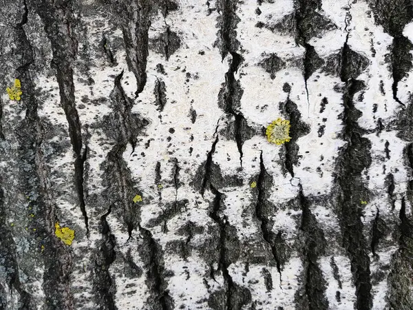 Belle texture d'écorce d'arbre avec mousse et moisissure — Photo