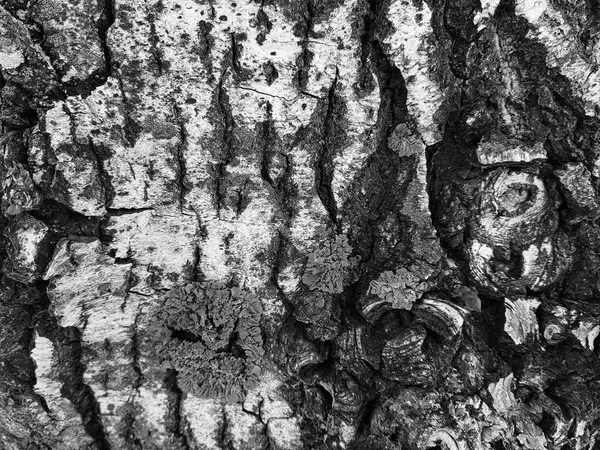 Belle texture d'écorce d'arbre avec mousse et moisissure — Photo