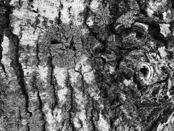 Indah tekstur kulit pohon dengan lumut dan cetakan — Stok Foto