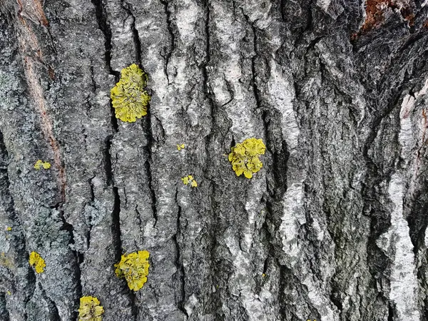 Όμορφη υφή του φλοιού του δέντρου με βρύα και τη μούχλα — Φωτογραφία Αρχείου