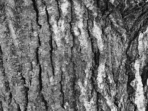 Vacker struktur trädet bark med mossa och mögel — Stockfoto