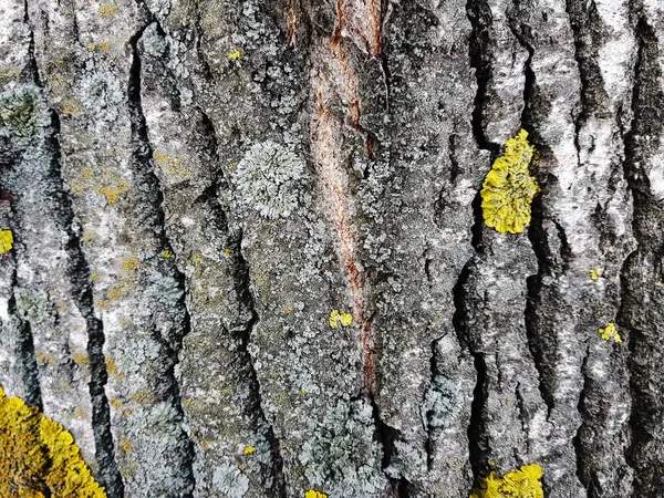 Hermosa textura de corteza de árbol con musgo y moho —  Fotos de Stock