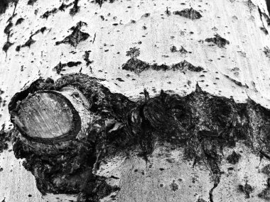 Ağaç kabuğu moss ve kalıp ile güzel dokusu