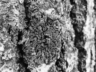 Ağaç kabuğu moss ve kalıp ile güzel dokusu