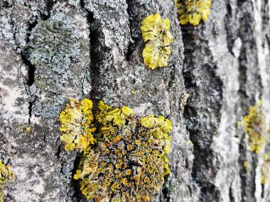 Ağaç kabuğu moss ve kalıp ile güzel dokusu