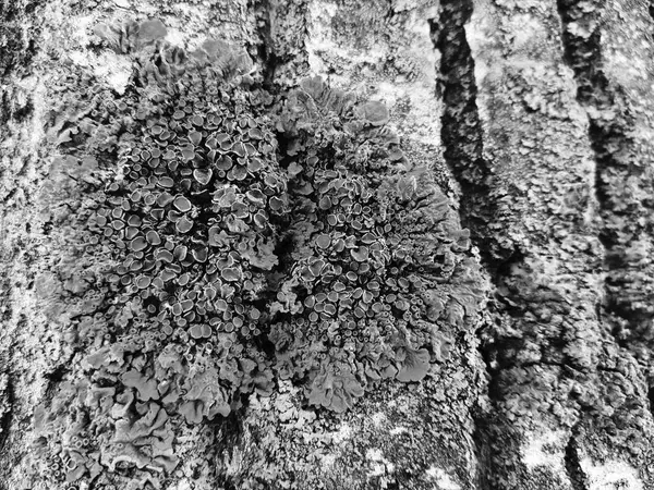 Vacker struktur trädet bark med mossa och mögel — Stockfoto