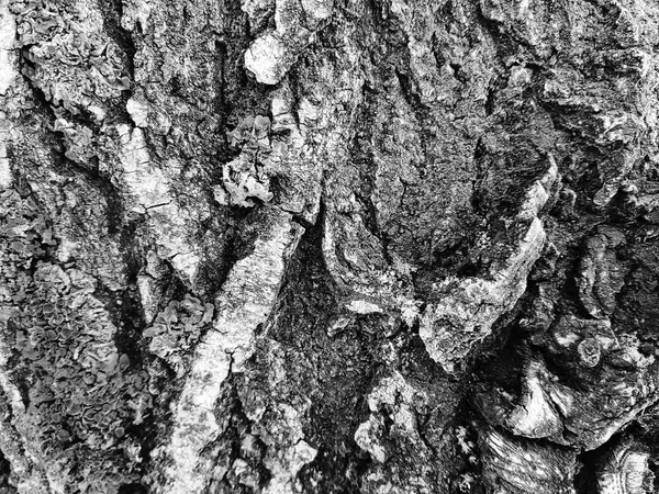 Pięknych tekstur Kora drzewa z mchu i pleśni — Zdjęcie stockowe