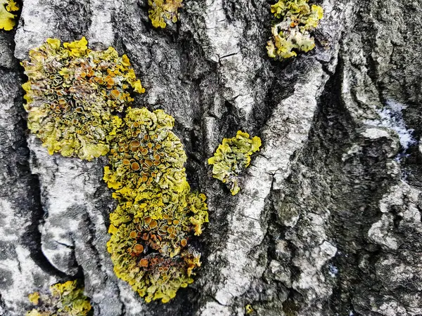 Belle texture d'écorce d'arbre avec mousse et moisissure — Photo