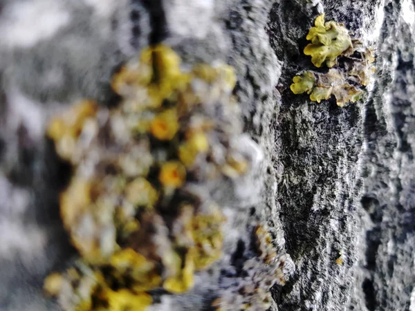 Bela textura de casca de árvore com musgo e mofo — Fotografia de Stock