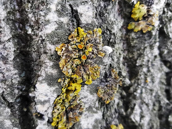 Hermosa textura de corteza de árbol con musgo y moho — Foto de Stock