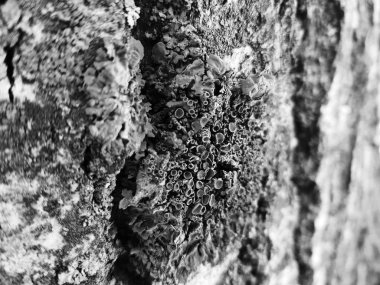 Ağaç kabuğu moss ve kalıp ile güzel dokusu