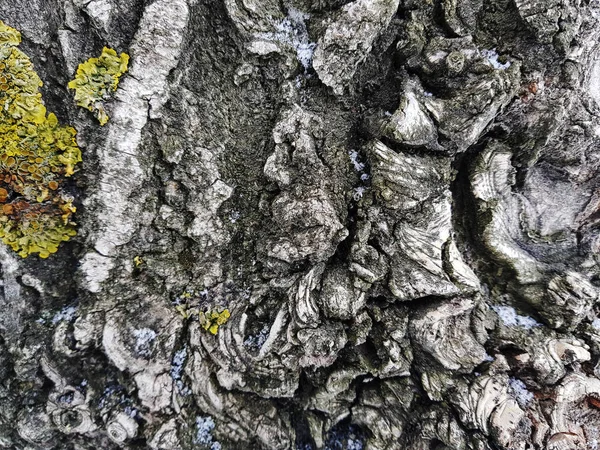 Belle texture d'écorce d'arbre avec mousse et moisissure — Photo