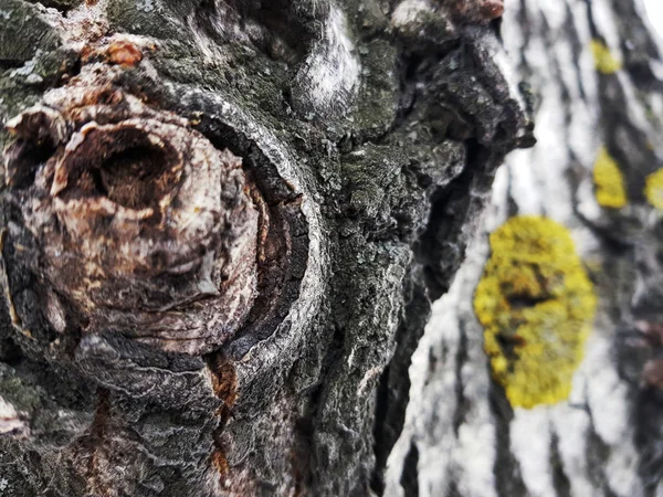 Prachtige textuur van boomschors met mos en schimmel — Stockfoto