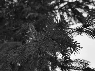 Güzel iğne ve iğne bir Noel ağacı veya çam dal