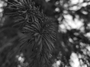 Güzel iğne ve iğne bir Noel ağacı veya çam dal