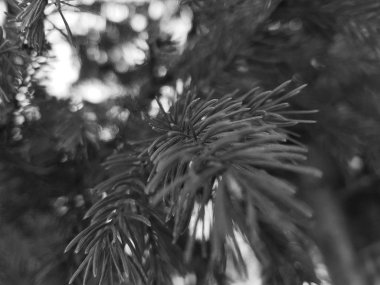 Güzel iğne ve iğne bir Noel ağacı veya çam dal