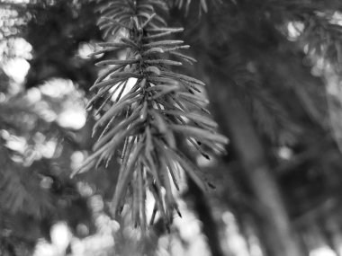 Güzel iğne ve iğne bir Noel ağacı veya çam dal