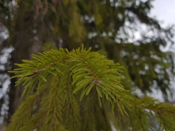 Beautiful needles and needles of a Christmas tree or pine on a branch — Stock Photo, Image