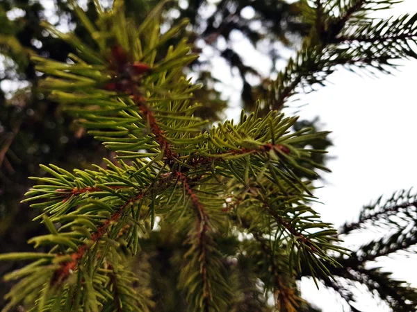 Belles aiguilles et aiguilles d'un sapin de Noël ou de pin sur une branche — Photo