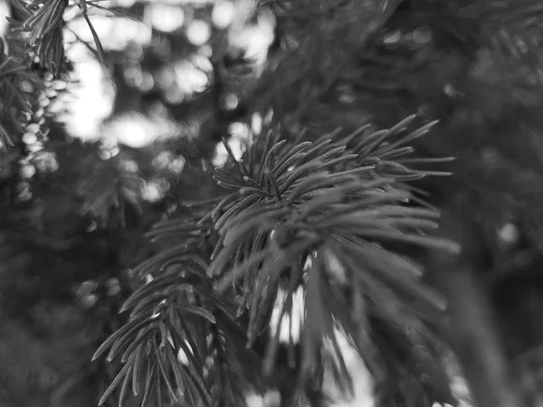 Bei aghi e aghi di un albero di Natale o un pino su un ramo — Foto Stock