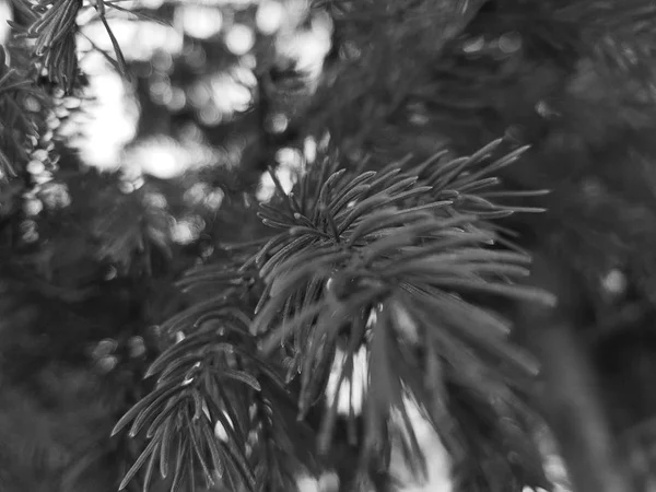 Beautiful needles and needles of a Christmas tree or pine on a branch — Stock Photo, Image