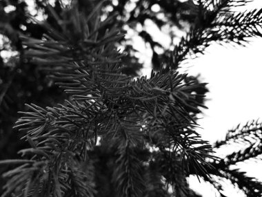 Güzel iğne ve iğne bir Noel ağacı veya çam dal