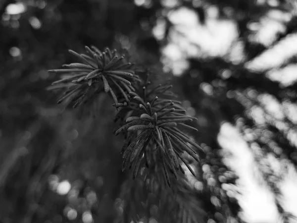 Bei aghi e aghi di un albero di Natale o un pino su un ramo — Foto Stock