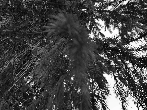 Hermosas agujas y agujas de un árbol de Navidad o pino en una rama —  Fotos de Stock