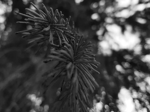 Bei aghi e aghi di un albero di Natale o un pino su un ramo — Foto Stock