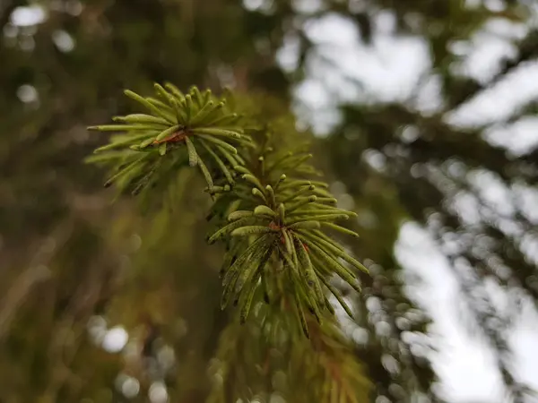 Hermosas agujas y agujas de un árbol de Navidad o pino en una rama —  Fotos de Stock