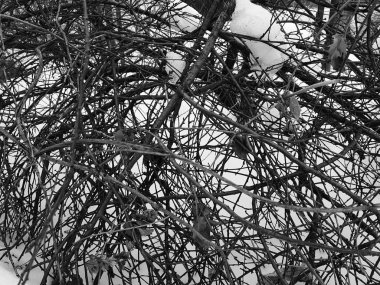 Birçok eğrileri ve kışın karda sarma dallar ile güzel funda