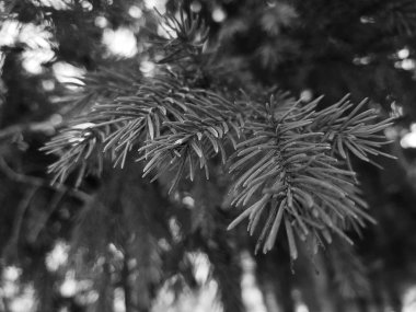 Güzel iğne ve iğne bir Noel ağacı veya çam dal