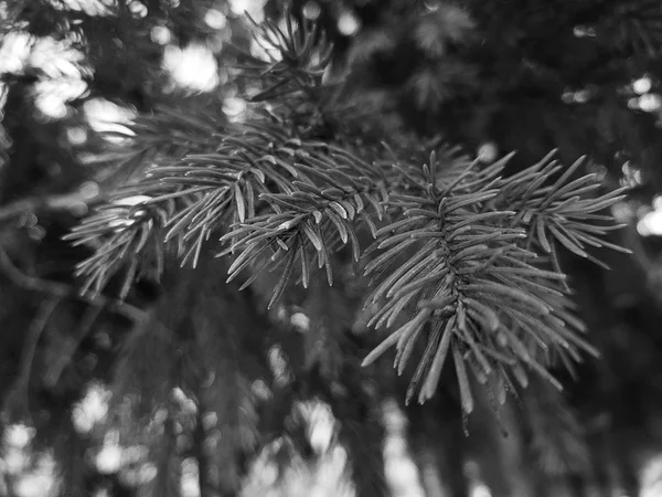 Bei aghi e aghi di un albero di Natale o un pino su un ramo — Foto Stock