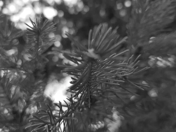 Bei aghi e aghi di un albero di Natale o un pino su un ramo — Foto Stock