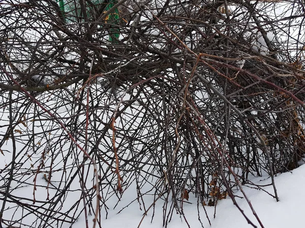 Krásný keř s mnoha zatáčkami a vinutí větví na sněhu v zimě — Stock fotografie
