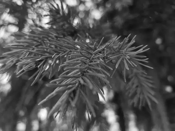 Mooie naalden en naalden van een kerstboom of grenen op een tak — Stockfoto