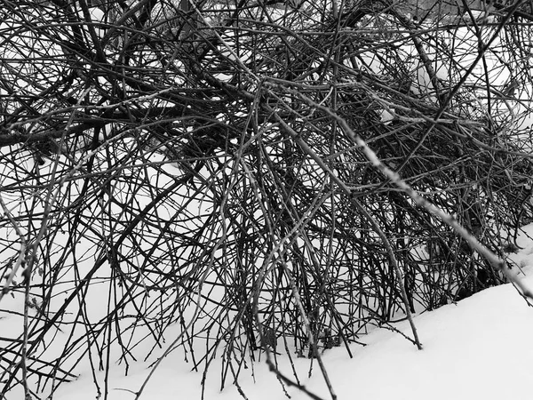 Mooie struik met veel bochten en kronkelende takken in de sneeuw in de winter — Stockfoto