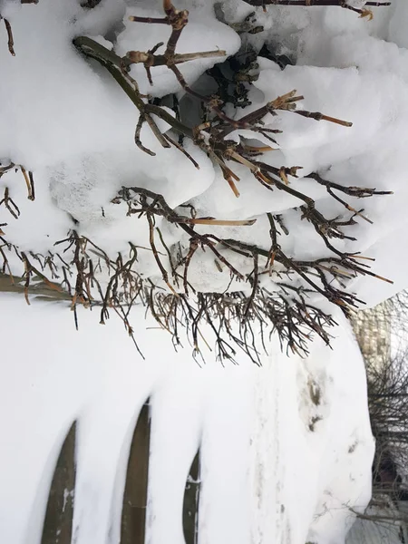 Mooie struiken in de sneeuw met een ladder na een sneeuwval in de winter — Stockfoto