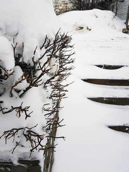 Mooie struiken in de sneeuw met een ladder na een sneeuwval in de winter — Stockfoto