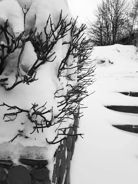 Mooie struiken in de sneeuw met een ladder na een sneeuwval in de winter — Stockfoto